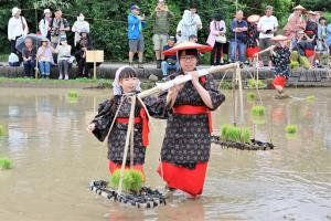 田植えの間に苗を運ぶ参加者