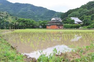 田植えの終わった田んぼ