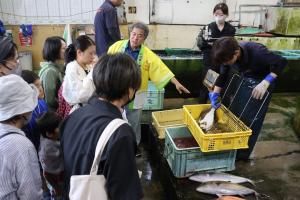 いけすから引き揚げた魚を見学する様子