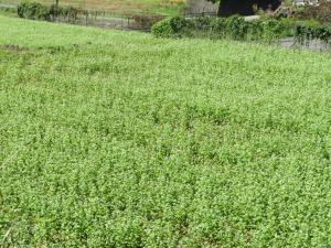 田染蕗地区10月8日時点