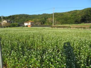 上香々地地区10月9日時点