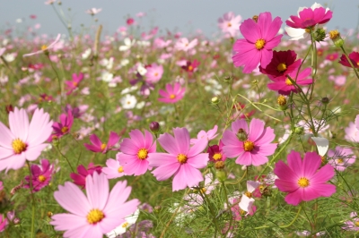 市の花「コスモス」の画像