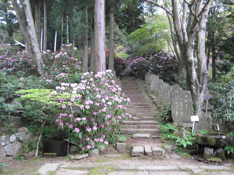 時期になると5000本以上のシャクナゲを楽めるの画像