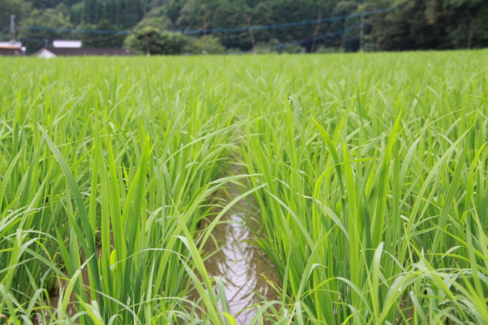 田染荘里山エリアを先取り！～重要文化的景観選定先取りウォーク～の画像2