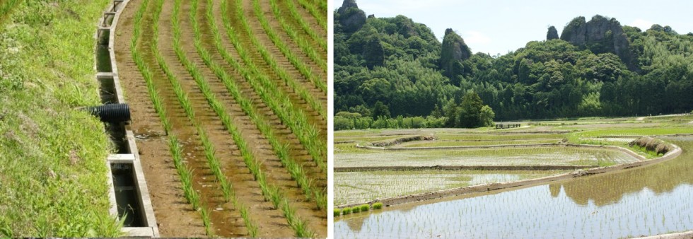 昔ながらの「田越し」灌漑が残る水田の画像2