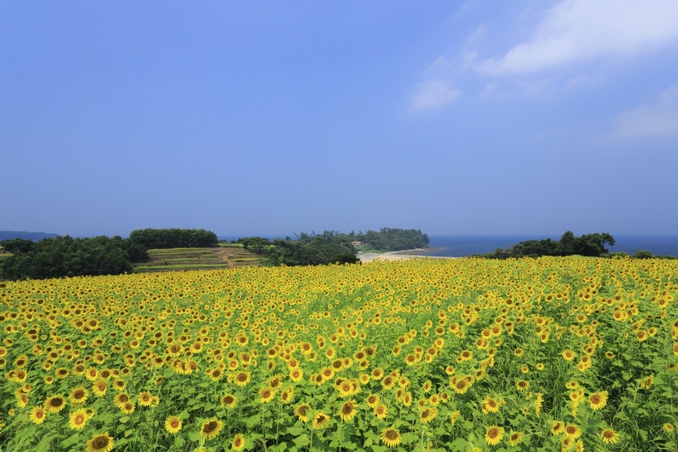 九州最大級の海を臨むひまわり畑！の画像1