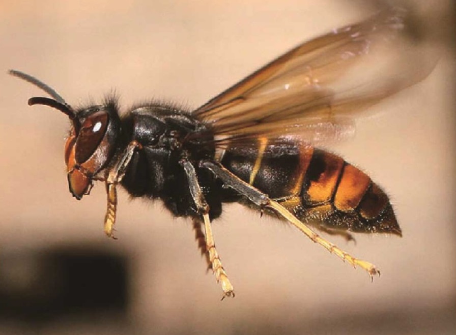 ツマアカスズメバチについての画像