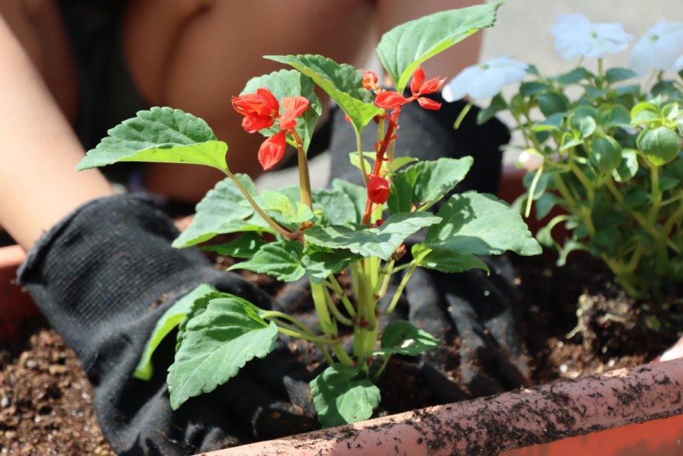 優しさ、育てよう　～「人権の花運動」花植え集会～の画像8