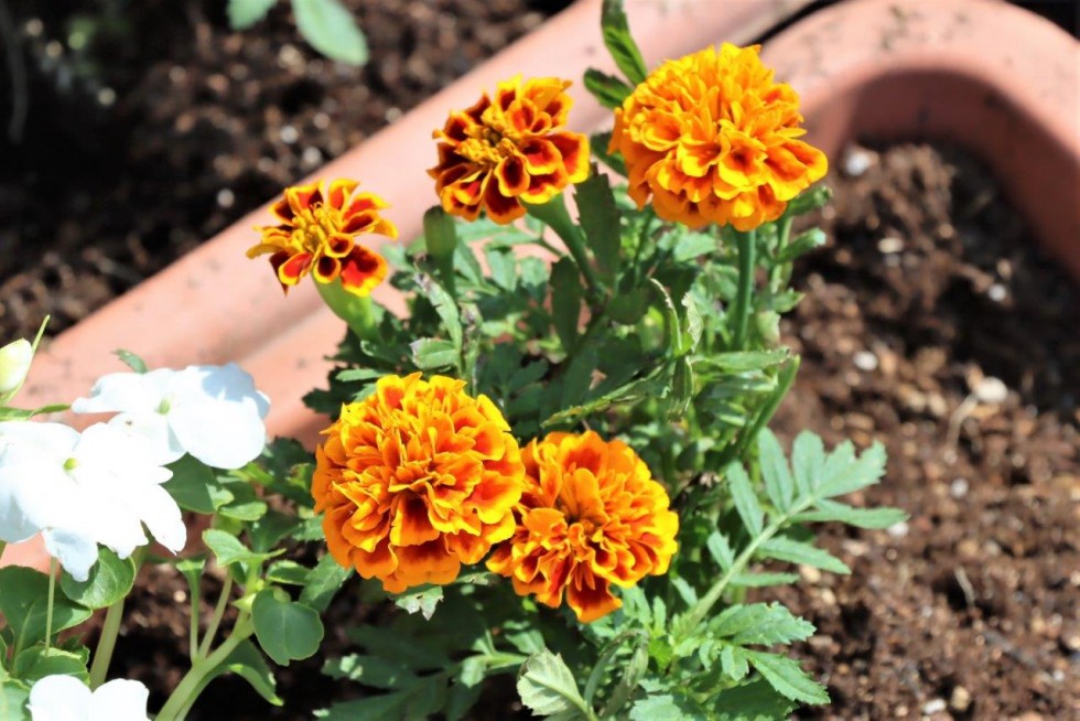 優しさ、育てよう　～「人権の花運動」花植え集会～の画像11