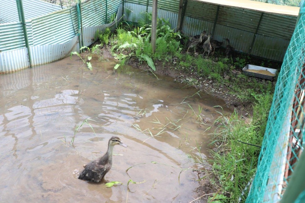 梅雨の晴れ間の八反ずり体験　～田染中学校　～の画像11