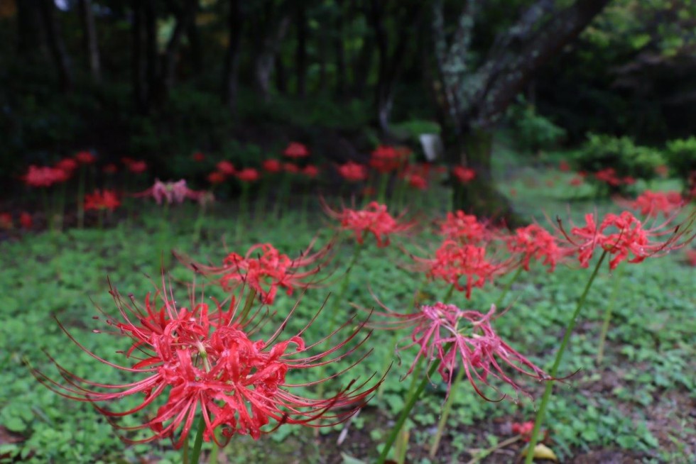  赤・白・黄の彼岸花が見頃です　～花の寺「長安寺」～の画像2