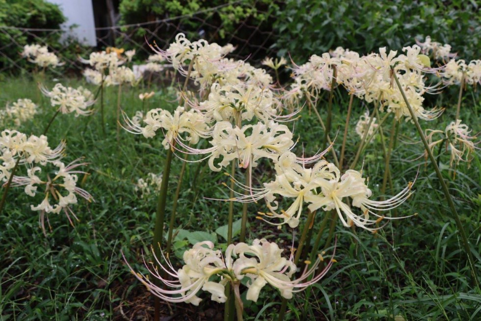  赤・白・黄の彼岸花が見頃です　～花の寺「長安寺」～の画像4