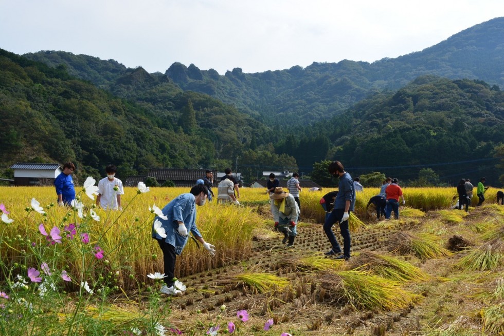 田染荘小崎で別府大学の学生が稲刈りを体験しました！の画像1