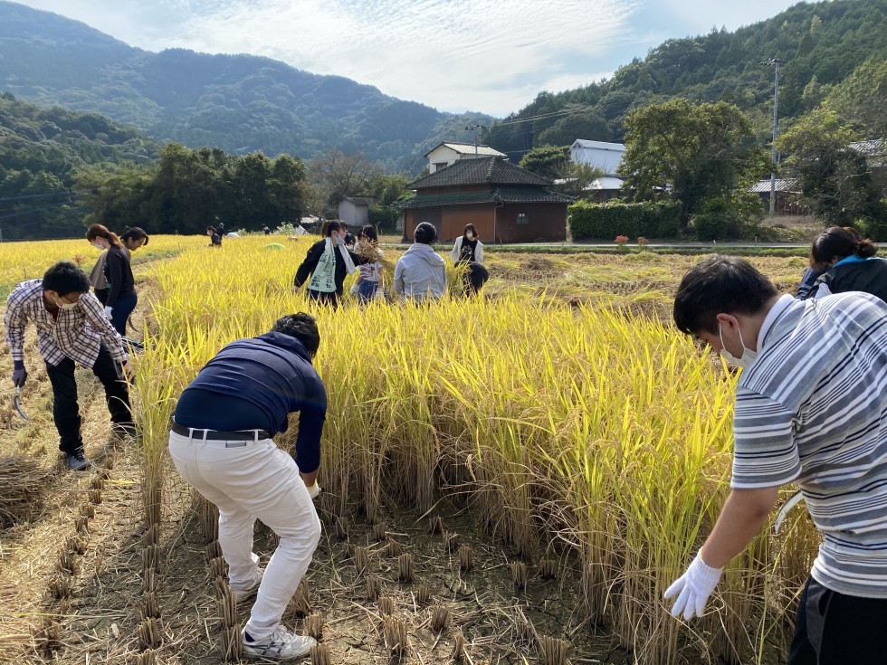田染荘小崎で別府大学の学生が稲刈りを体験しました！の画像2