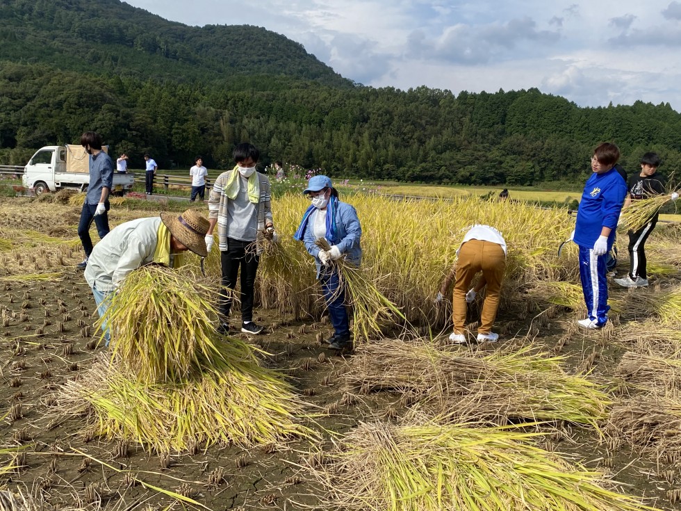 田染荘小崎で別府大学の学生が稲刈りを体験しました！の画像3