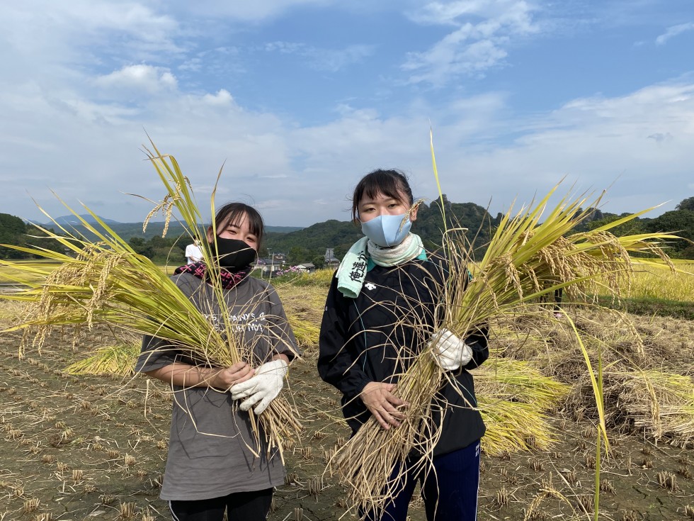 田染荘小崎で別府大学の学生が稲刈りを体験しました！の画像4
