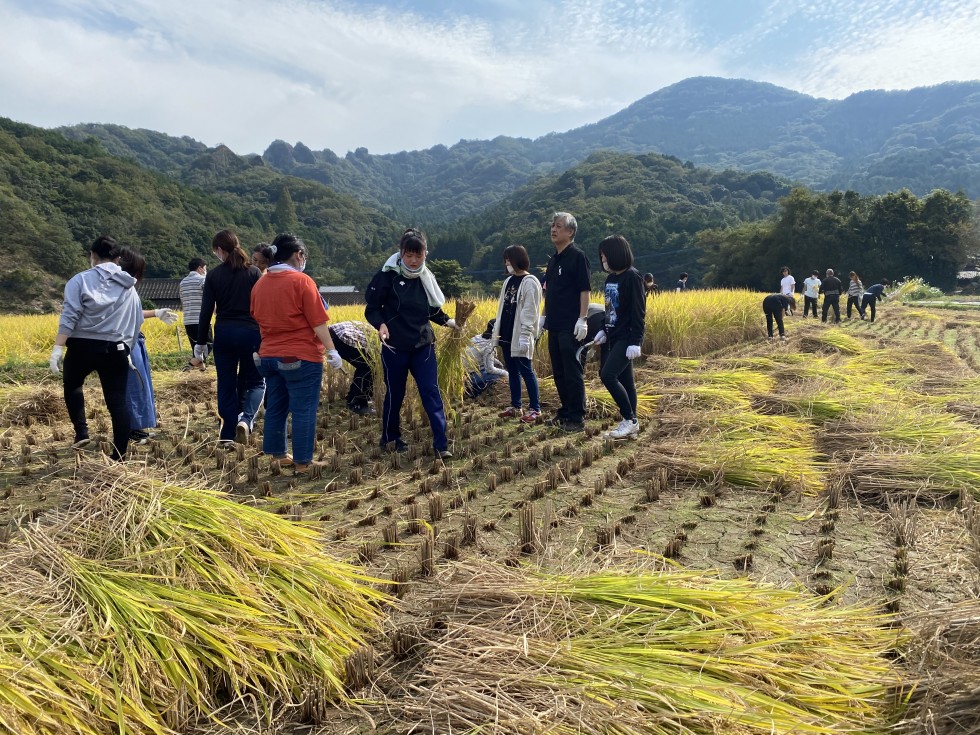 田染荘小崎で別府大学の学生が稲刈りを体験しました！の画像5