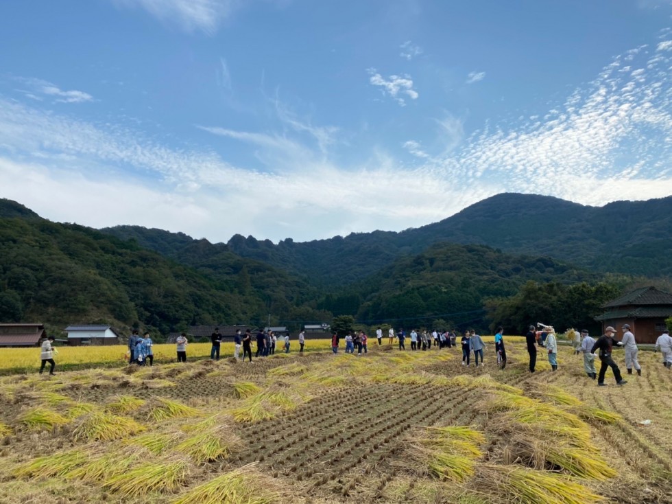 田染荘小崎で別府大学の学生が稲刈りを体験しました！の画像6