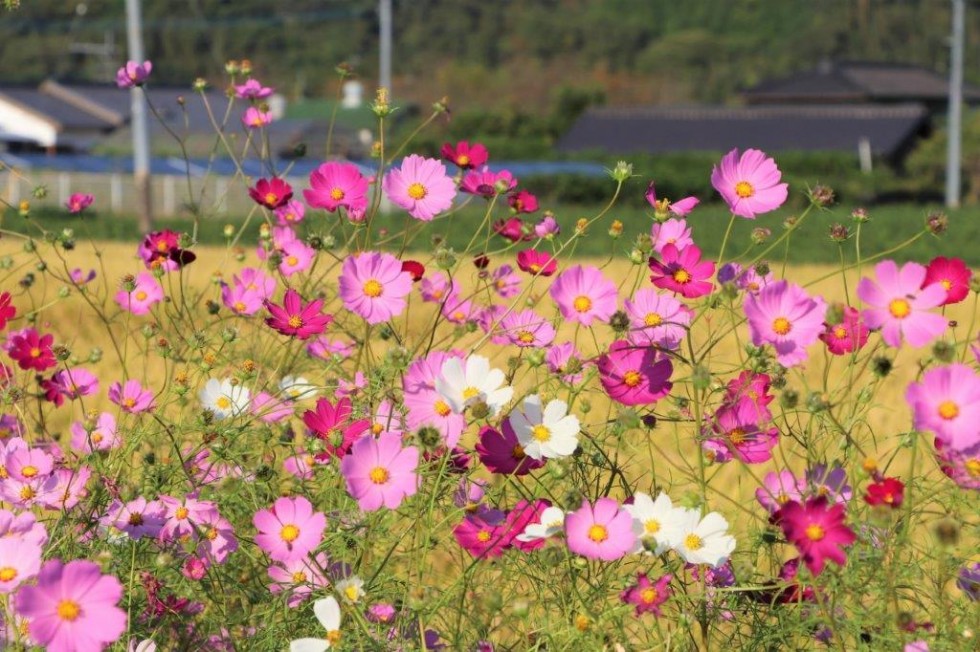 秋の田染の風景もぜひお楽しみくださいの画像