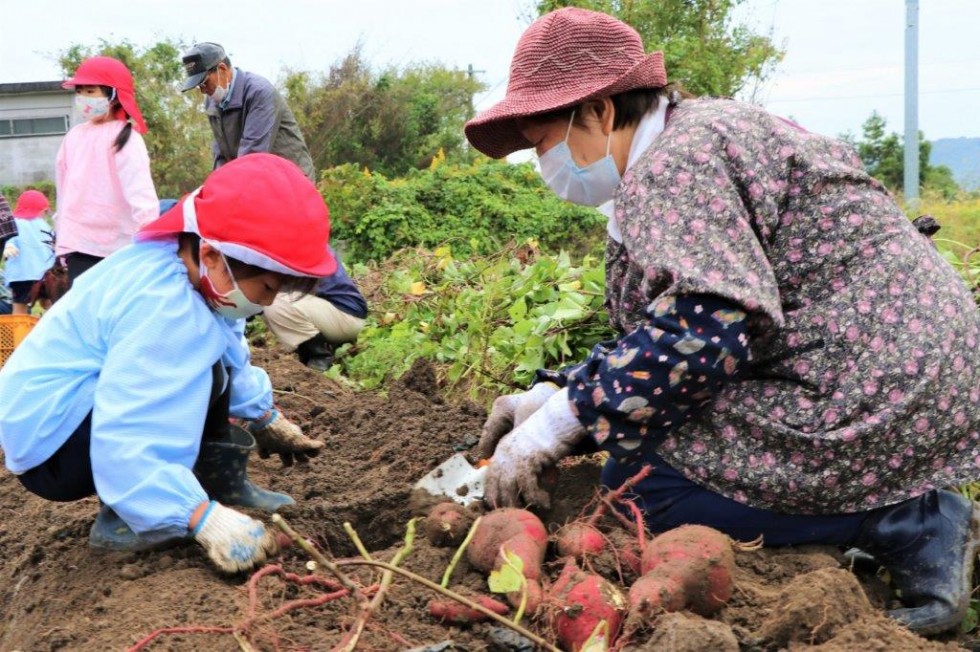 地域の老人クラブと“いもほり”で楽しく交流♪　－キラリいろ幼稚園－の画像3