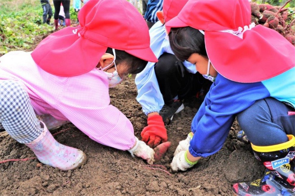 地域の老人クラブと“いもほり”で楽しく交流♪　－キラリいろ幼稚園－の画像6