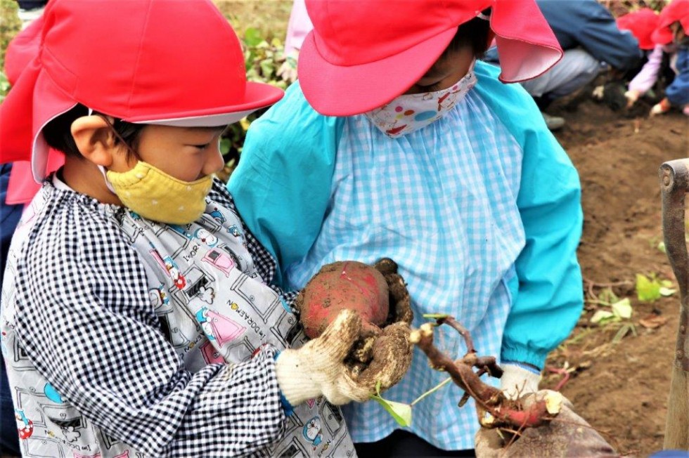 地域の老人クラブと“いもほり”で楽しく交流♪　－キラリいろ幼稚園－の画像10