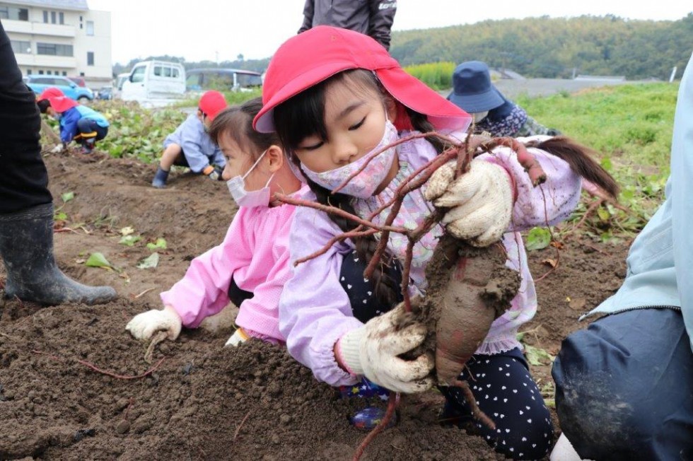 地域の老人クラブと“いもほり”で楽しく交流♪　－キラリいろ幼稚園－の画像11