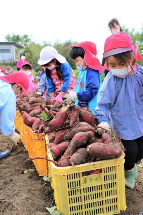 地域の老人クラブと“いもほり”で楽しく交流♪　－キラリいろ幼稚園－の画像12