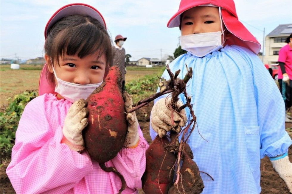 地域の老人クラブと“いもほり”で楽しく交流♪　－キラリいろ幼稚園－の画像14