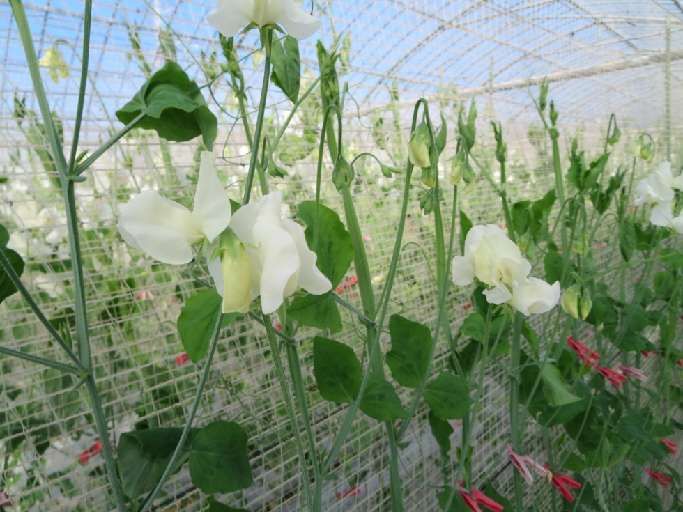 感謝の気持ちを伝えるきっかけに　～”花を贈る”フラワーバレンタイン～の画像16