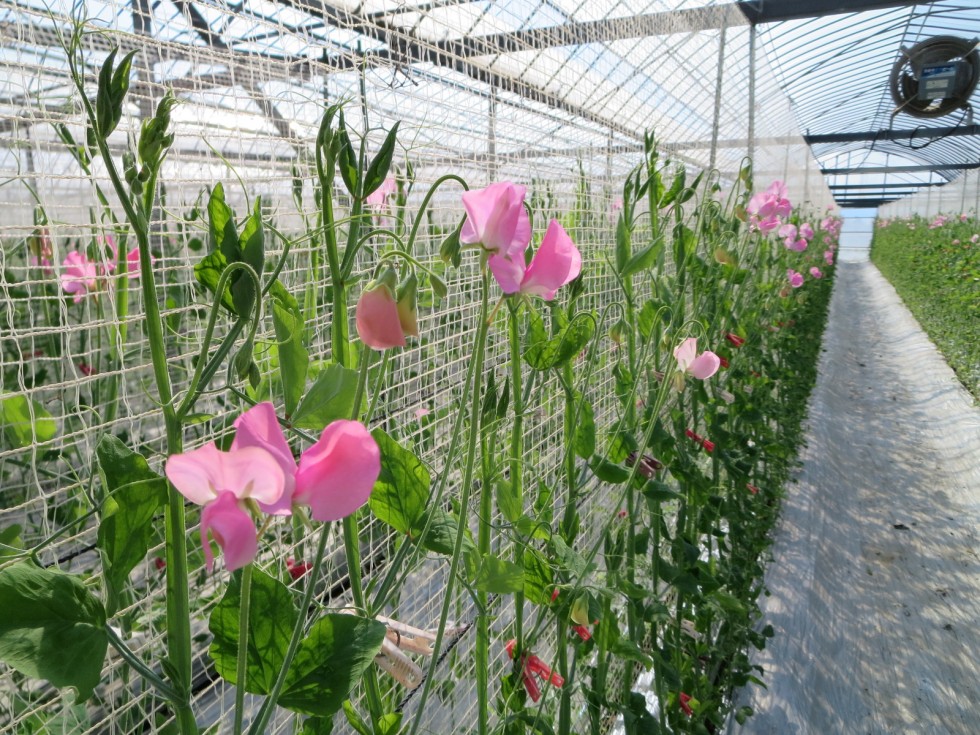 感謝の気持ちを伝えるきっかけに　～”花を贈る”フラワーバレンタイン～の画像17