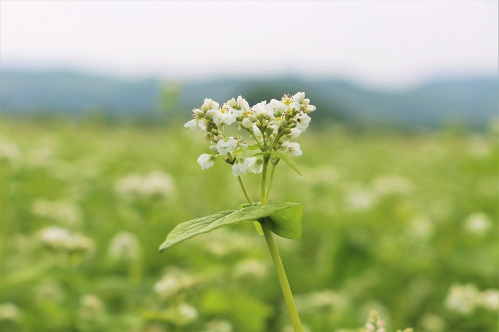 ～旬情報～　春そばの花が咲いています！の画像2