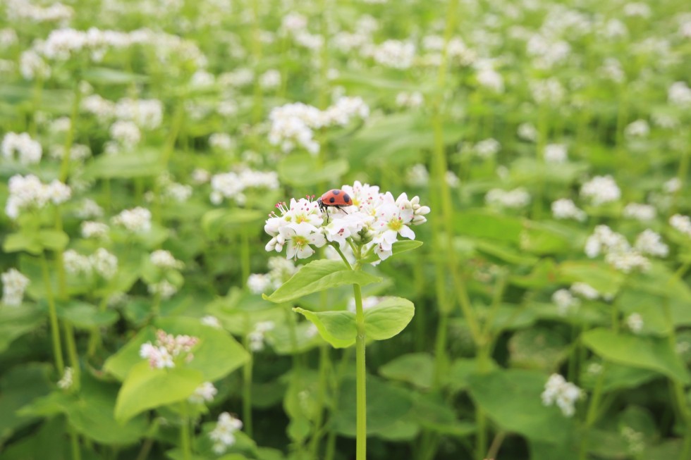 ～旬情報～　春そばの花が咲いています！の画像5