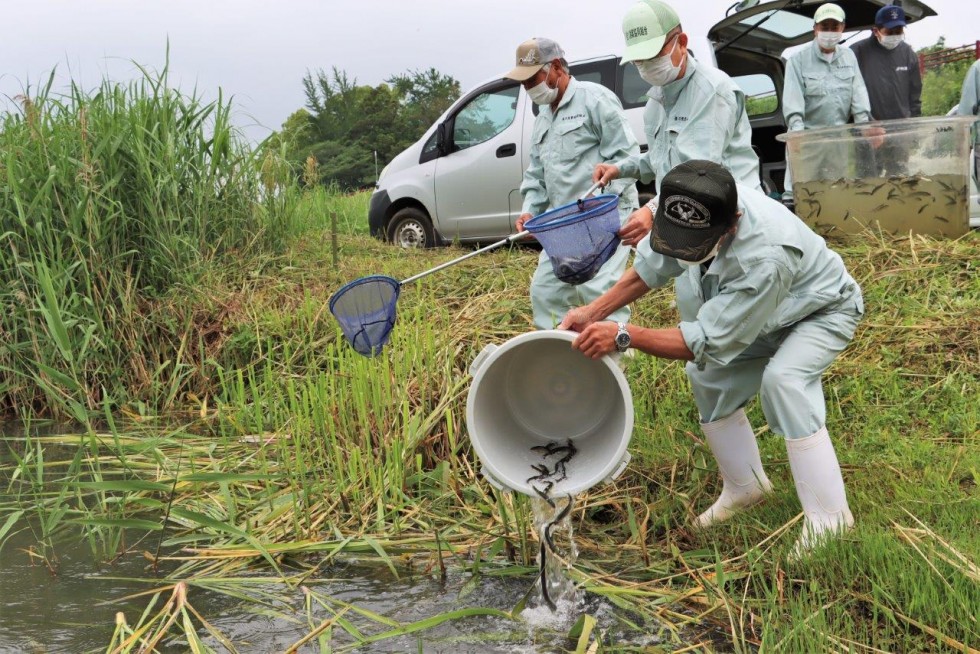 アユとウナギの稚魚放流が行われました　－桂川漁業協同組合－の画像1