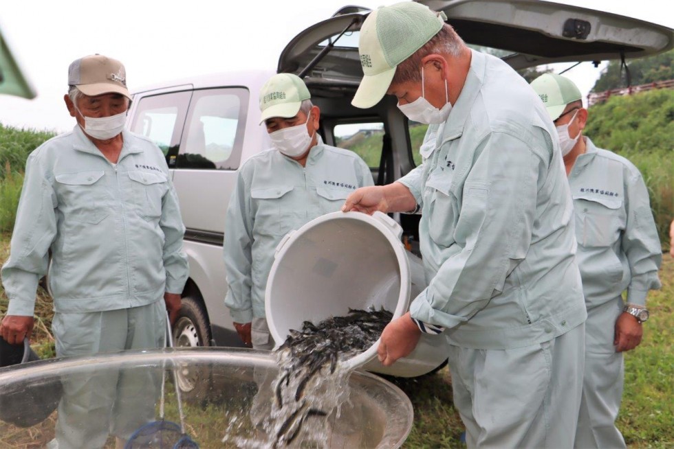 アユとウナギの稚魚放流が行われました　－桂川漁業協同組合－の画像5