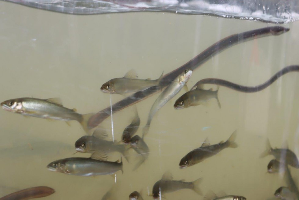 アユとウナギの稚魚放流が行われました　－桂川漁業協同組合－の画像6