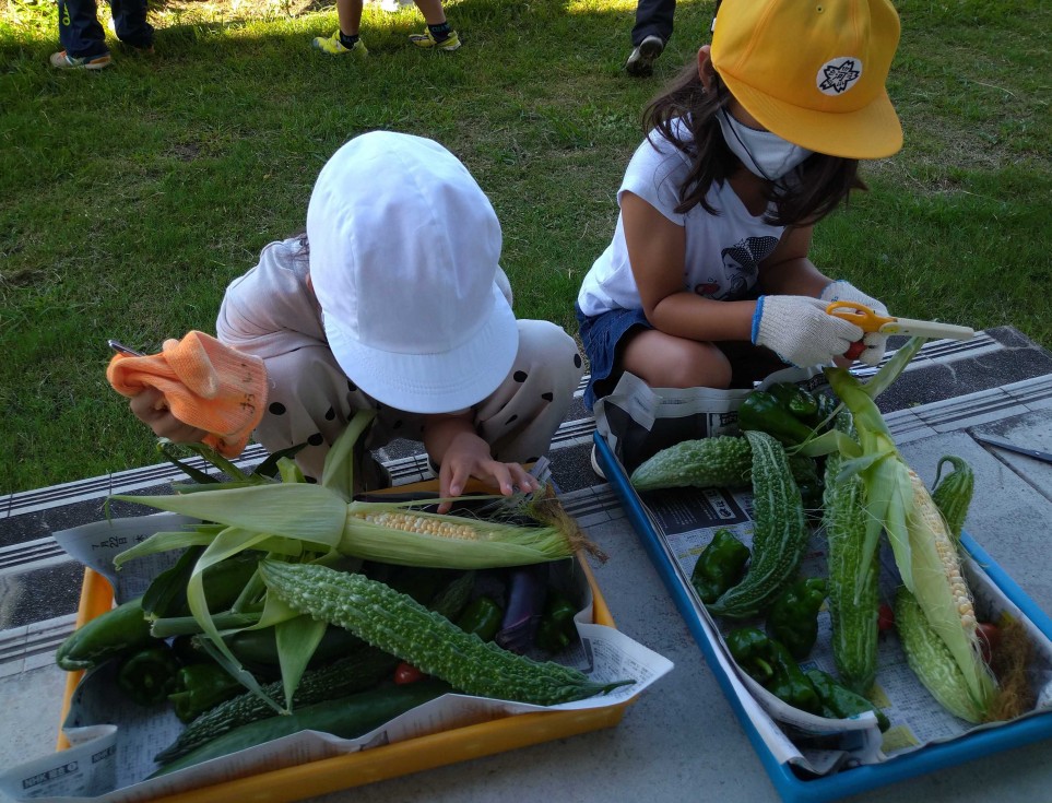 おいしい野菜が育ったよ！　－菌ちゃん野菜づくり－の画像4