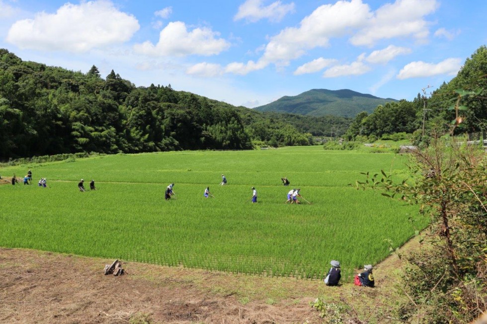 昔ながらの農業体験で地域と交流　～田染中学校　八反ずり農業体験学習～の画像7