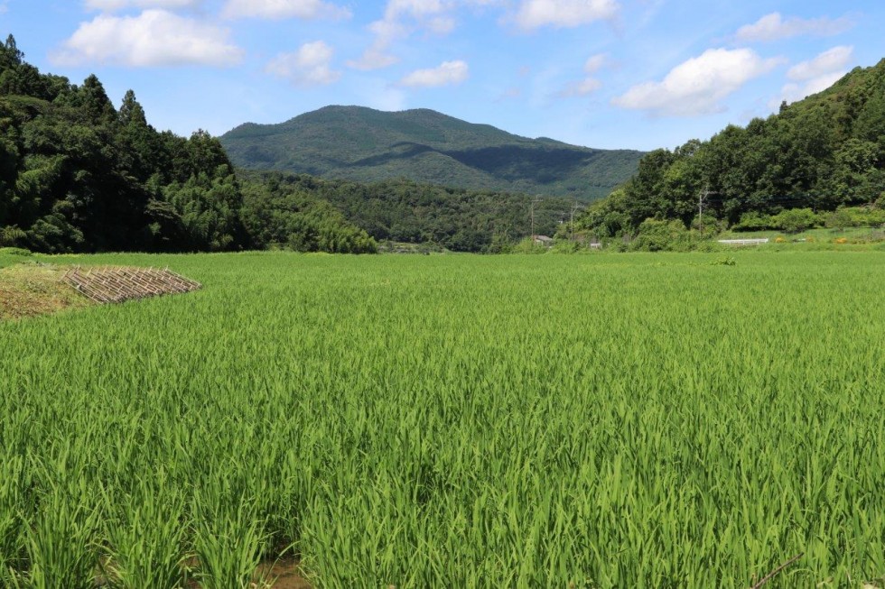 昔ながらの農業体験で地域と交流　～田染中学校　八反ずり農業体験学習～の画像11