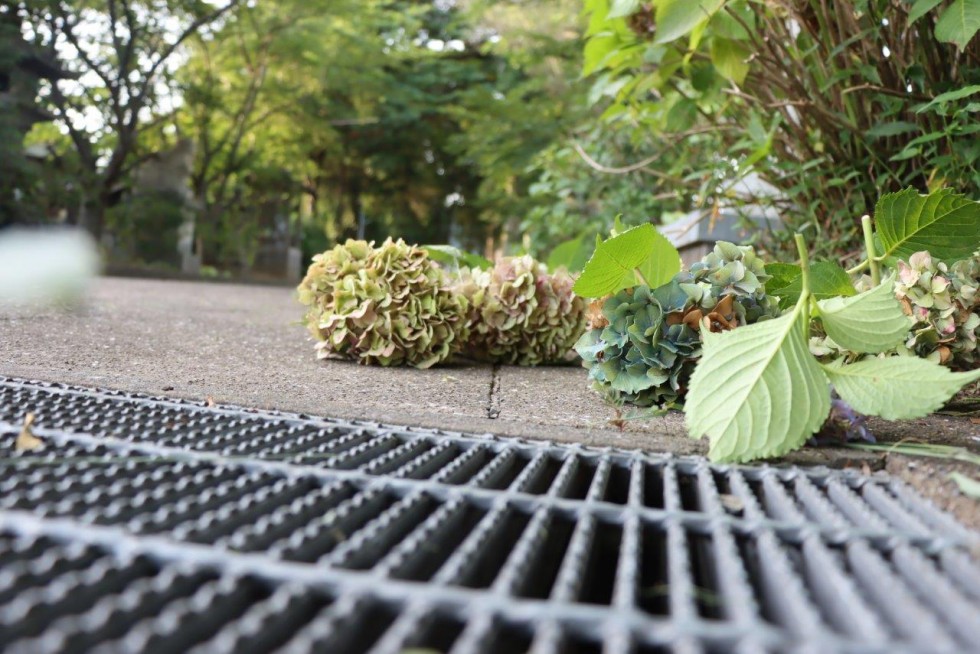 地域の力が美しい花を守る　～豊後高田ロータリークラブ　アジサイ剪定作業～の画像11