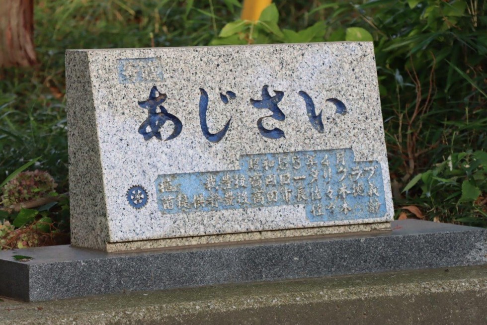 地域の力が美しい花を守る　～豊後高田ロータリークラブ　アジサイ剪定作業～の画像14