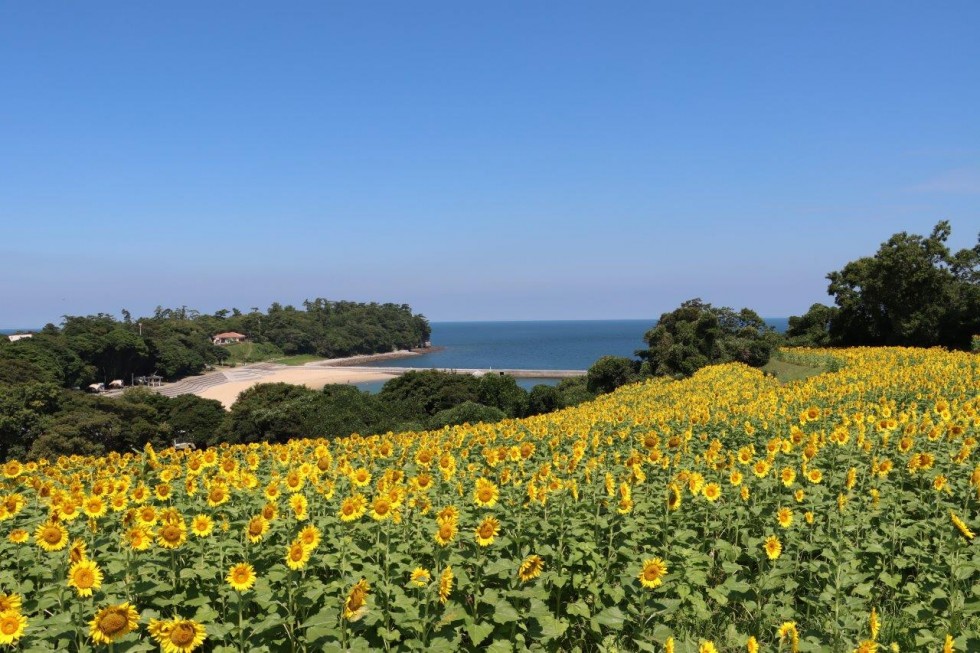 青・緑・黄色の素敵なコントラストが今年も登場！　～「花とアートの岬　長崎鼻」の”ひまわり”が満開です～の画像1