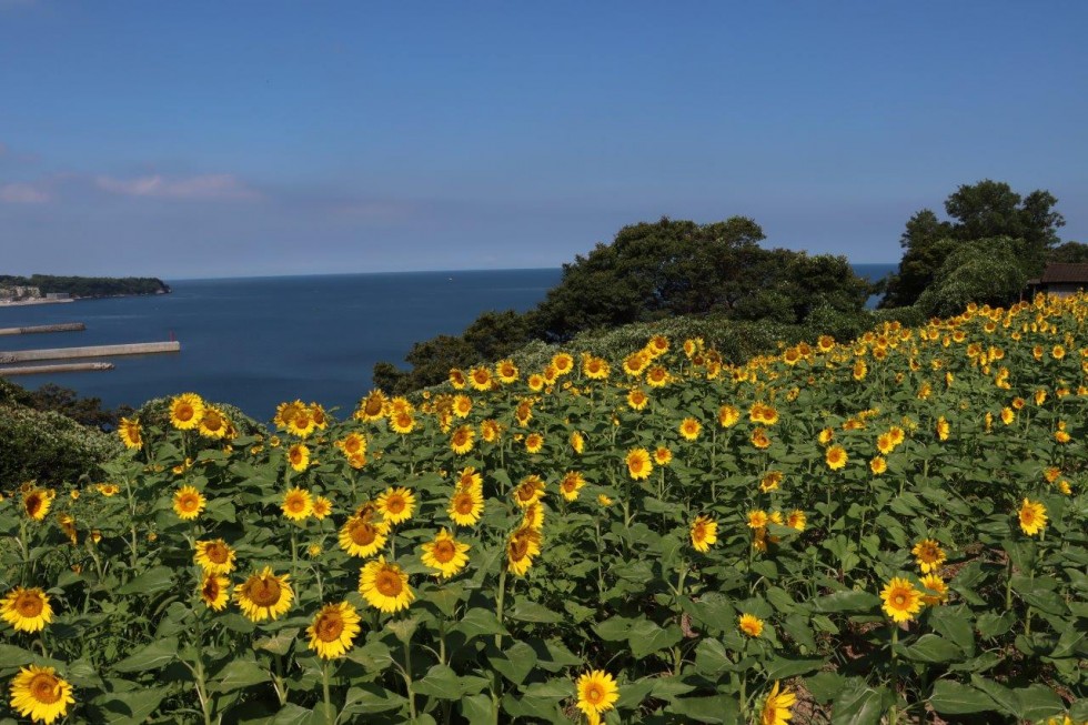 青・緑・黄色の素敵なコントラストが今年も登場！　～「花とアートの岬　長崎鼻」の”ひまわり”が満開です～の画像2