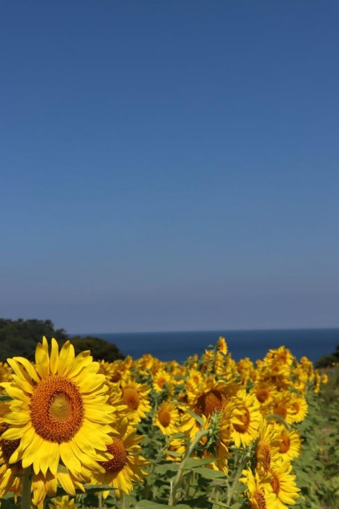青・緑・黄色の素敵なコントラストが今年も登場！　～「花とアートの岬　長崎鼻」の”ひまわり”が満開です～の画像8