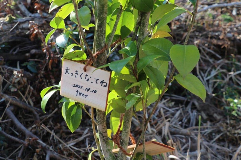 立派に大きく育ってね！西叡山植栽の集いの画像7