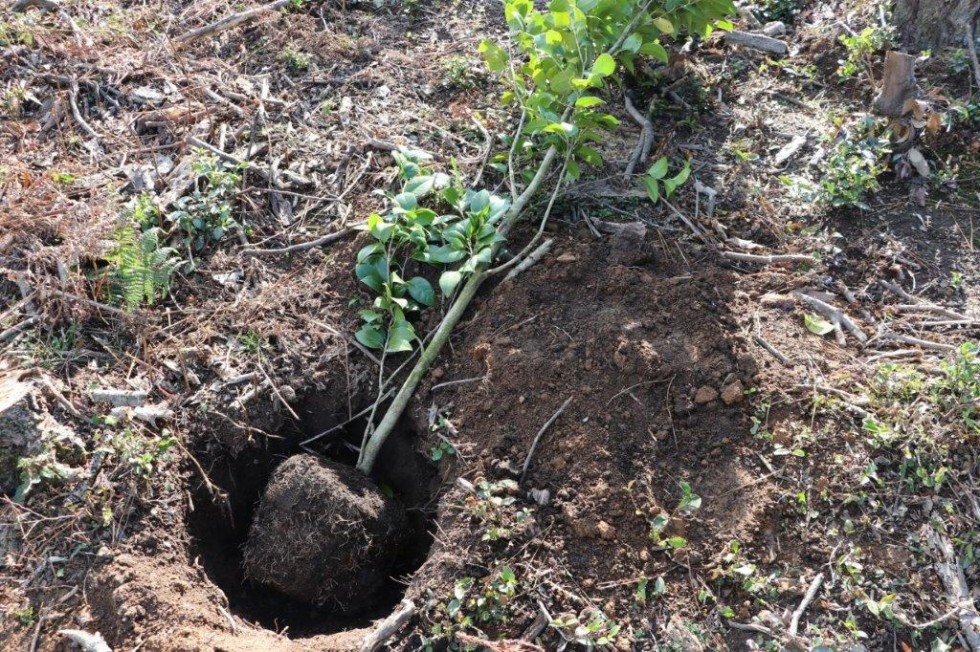 立派に大きく育ってね！西叡山植栽の集いの画像8