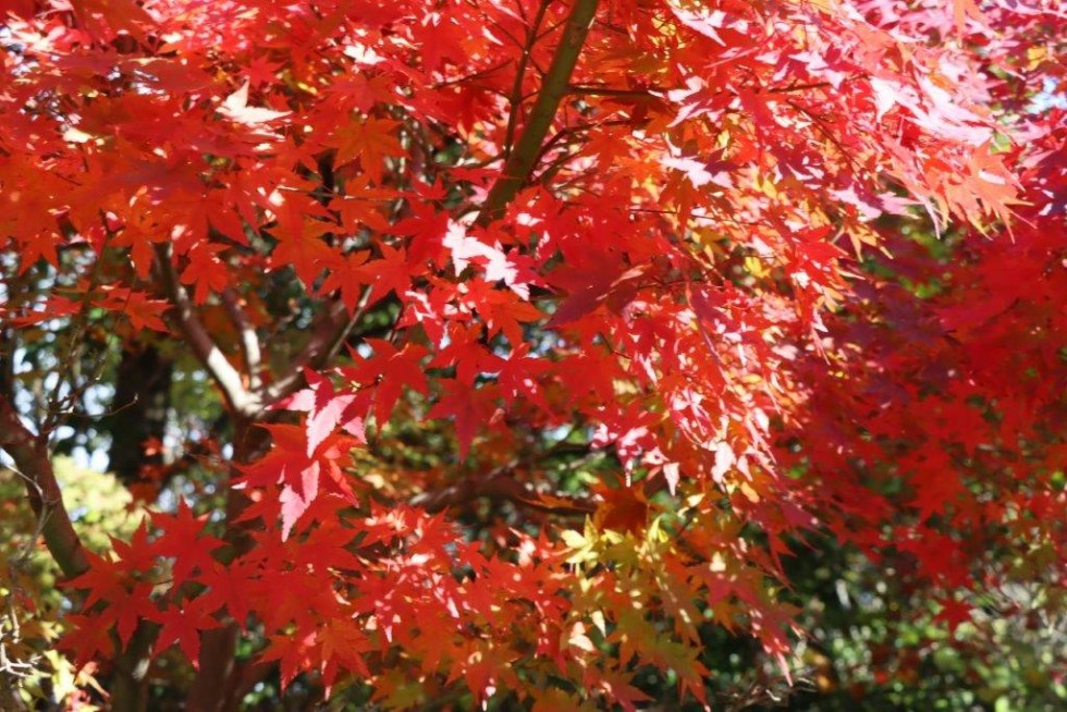 立派に大きく育ってね！西叡山植栽の集いの画像12