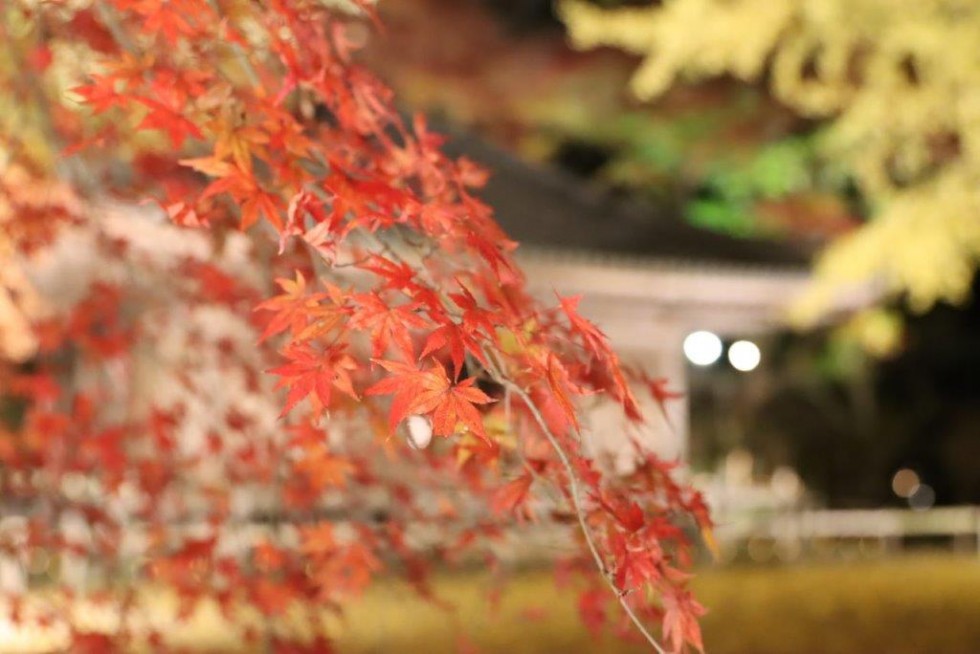 次回は12月4日・5に開催！～国宝・富貴寺大堂ライトアップ～の画像5