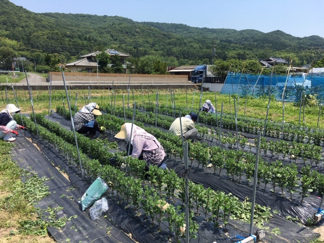 申込方法の画像3