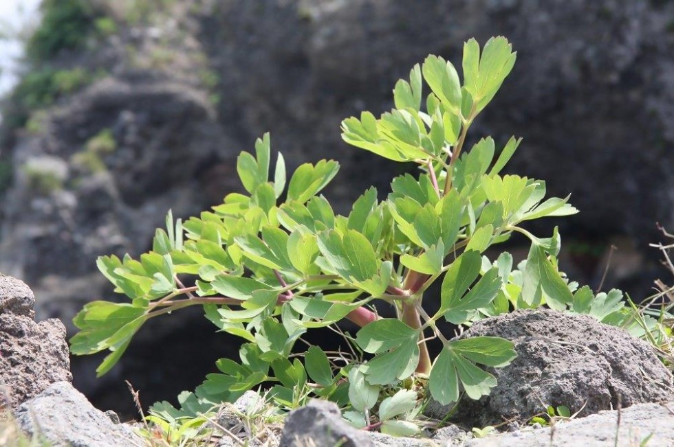 香々地長命草（ボタンボウフウ）の画像1